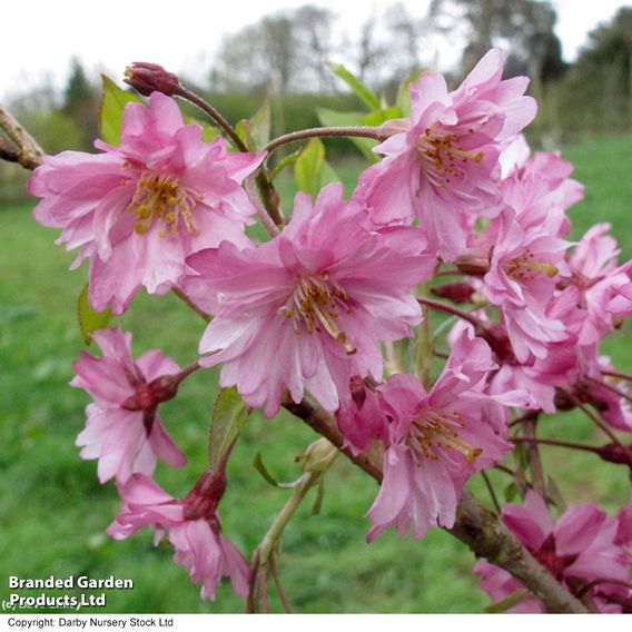 Prunus x subhirtella 'Fukubana'