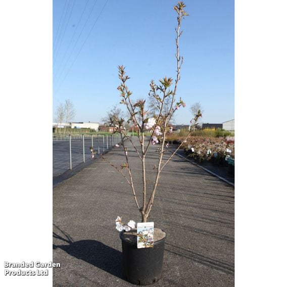 Prunus serrulata 'Sunset Boulevard'