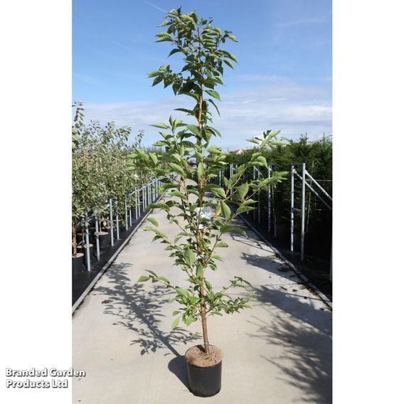 Prunus serrulata 'Sunset Boulevard'