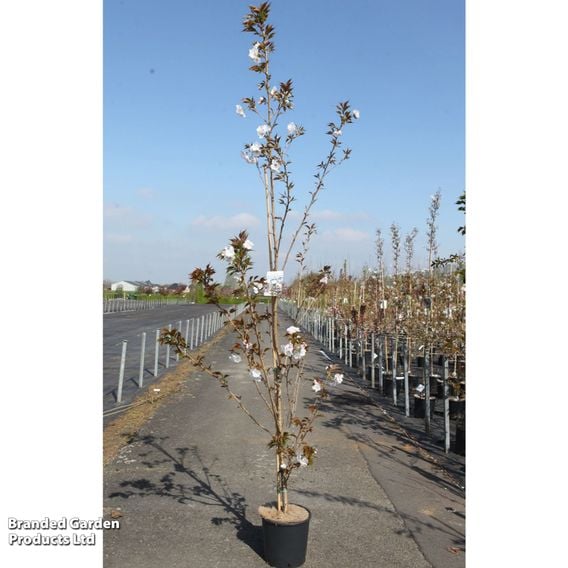 Prunus serrulata 'Sunset Boulevard'