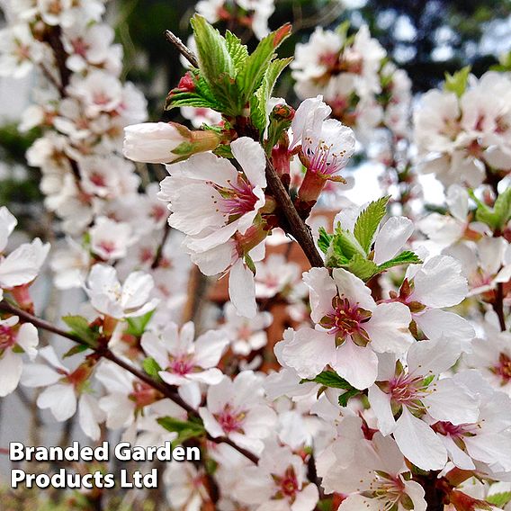 Prunus tomentosa