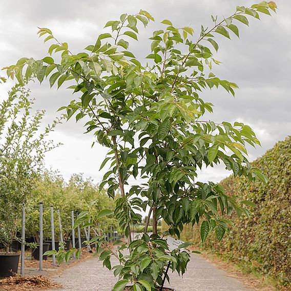 Prunus yedoensis