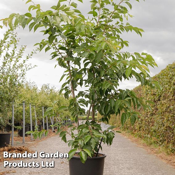 Prunus yedoensis
