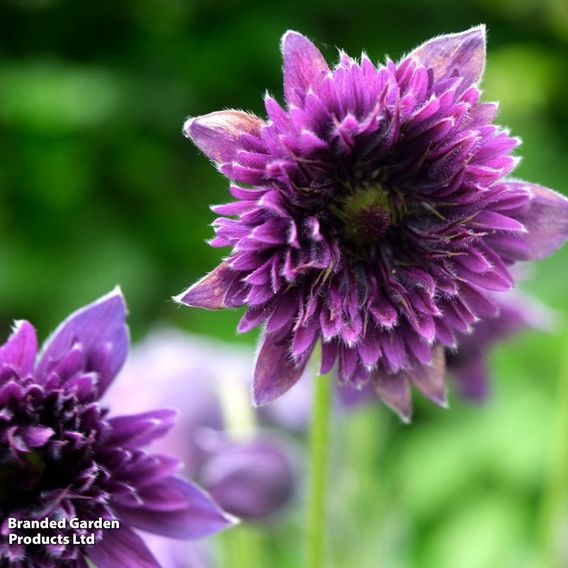 Pulsatilla 'Fairy Dreams'