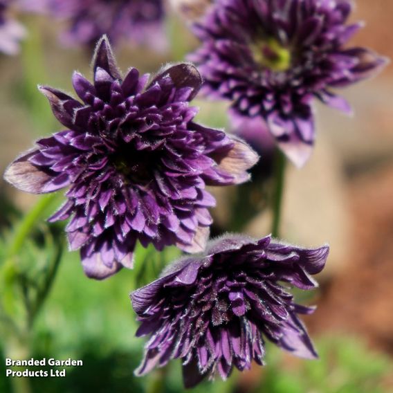 Pulsatilla 'Fairy Dreams'