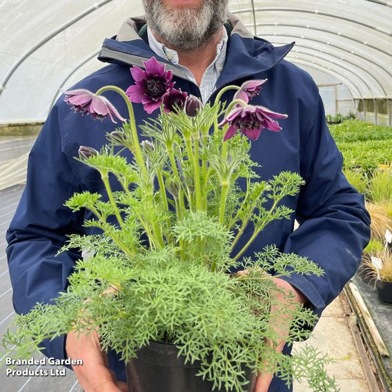 Pulsatilla 'Fairy Dreams'