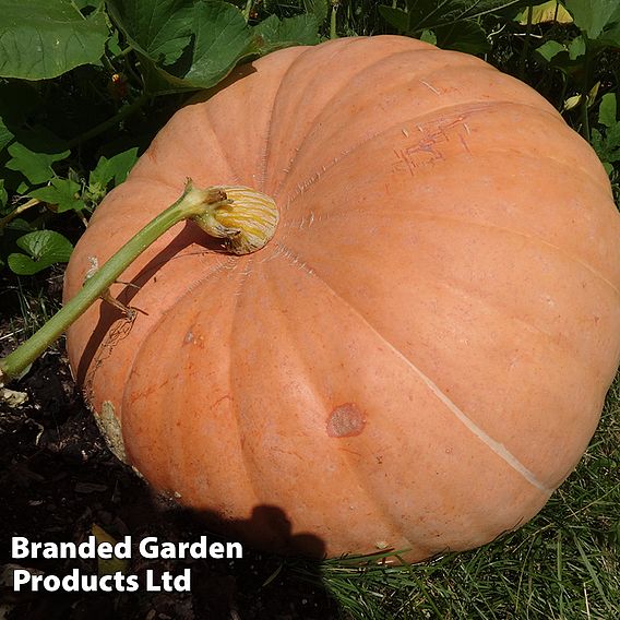 Pumpkin (Cucurbita maxima) Big Max - Seeds