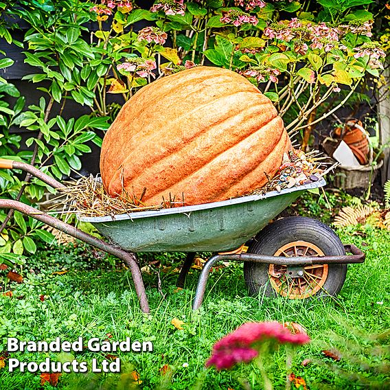 Pumpkin (Cucurbita maxima) Big Max - Seeds