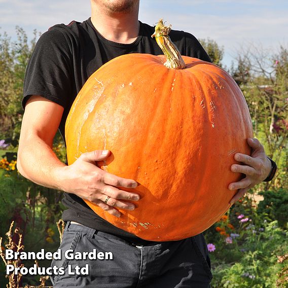 Pumpkin (Cucurbita maxima) Big Max - Seeds