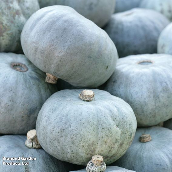 Squash F1 'Crown Prince' - Seeds