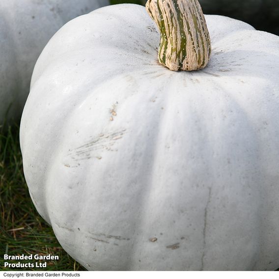 Squash F1 'Crown Prince' - Seeds