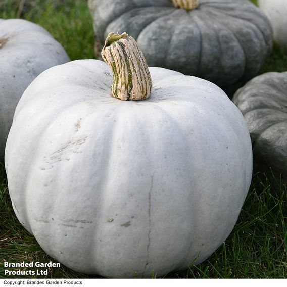 Squash F1 'Crown Prince' - Seeds