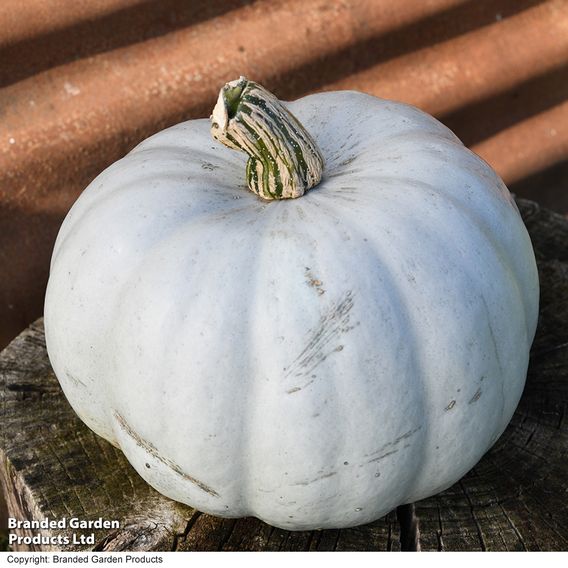 Squash F1 'Crown Prince' - Seeds