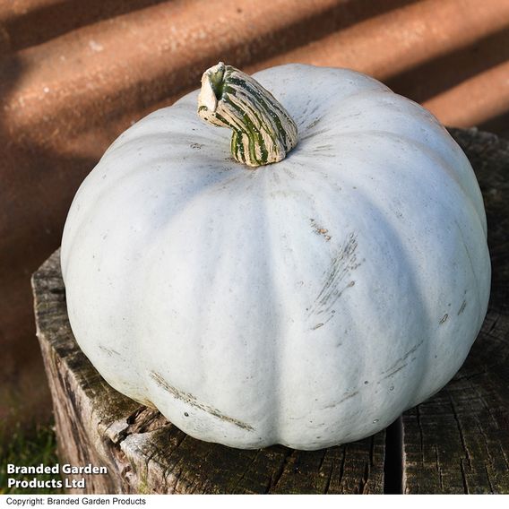 Squash F1 'Crown Prince' - Seeds