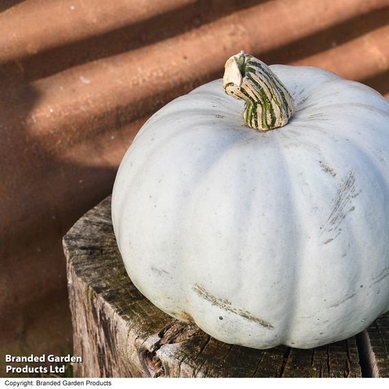 Squash F1 'Crown Prince' - Seeds