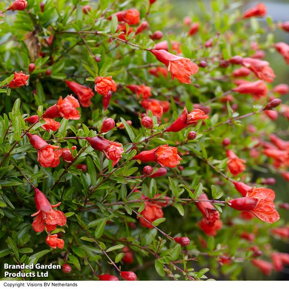 Pomegranate 'Nana'