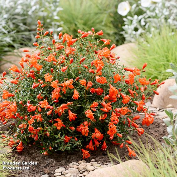 Pomegranate 'Uniqa'