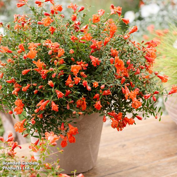 Pomegranate 'Uniqa'