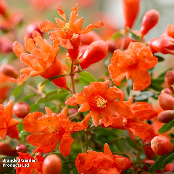 Pomegranate 'Uniqa'
