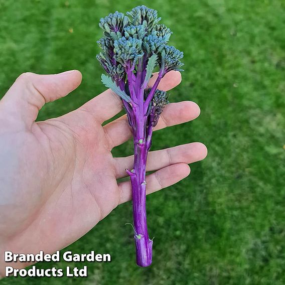 Broccoli 'Purplelicious'