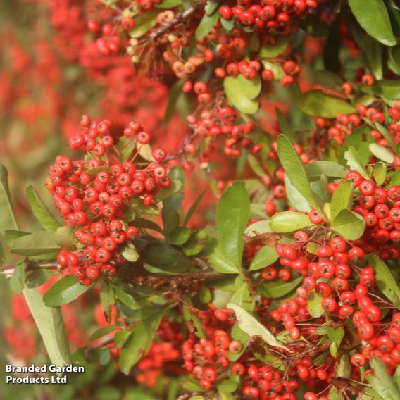 Pyracantha 'Saphyr Cadrou Red'