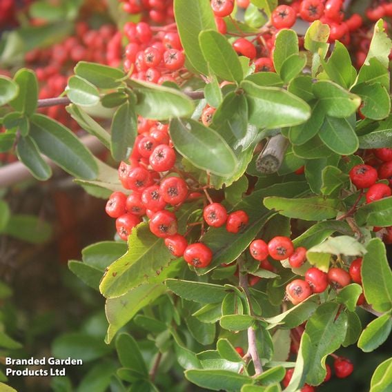 Pyracantha 'Saphyr Cadrou Red'