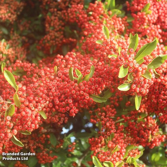 Pyracantha 'Saphyr Cadrou Red'