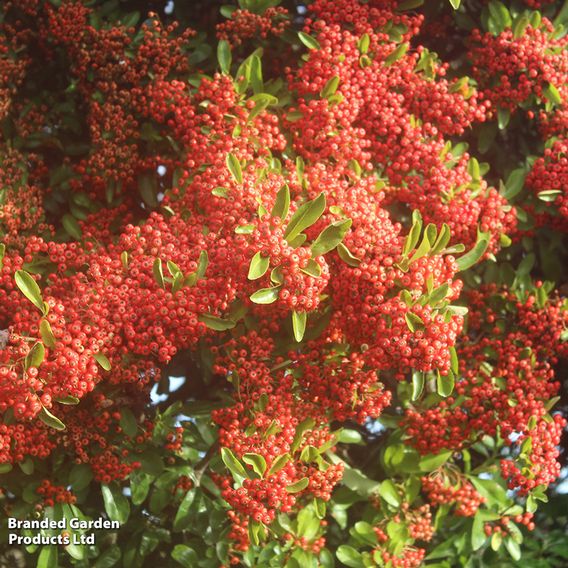 Pyracantha 'Saphyr Cadrou Red'