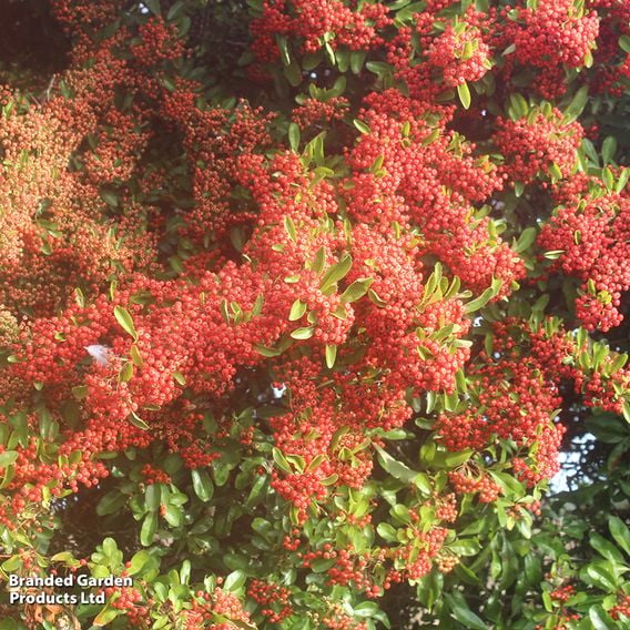 Pyracantha 'Saphyr Cadrou Red'