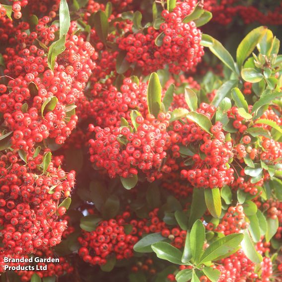 Pyracantha 'Saphyr Cadrou Red'