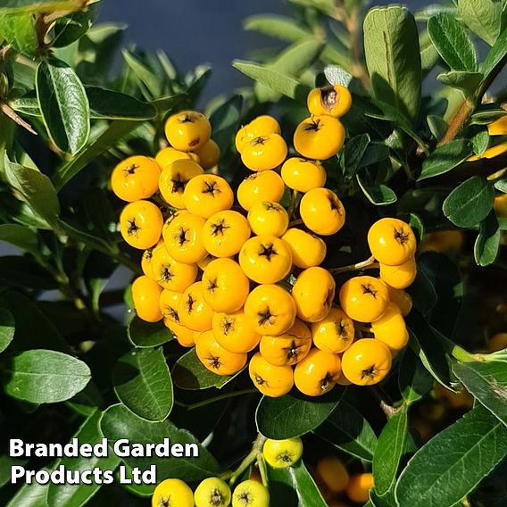 Pyracantha coccinea 'Sunny Star'