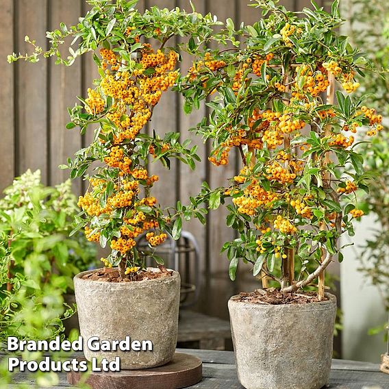 Pyracantha coccinea 'Sunny Star'