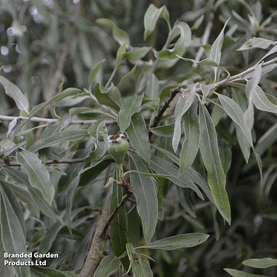 Pyrus salicifolia 'Pendula' (Mature Tree)