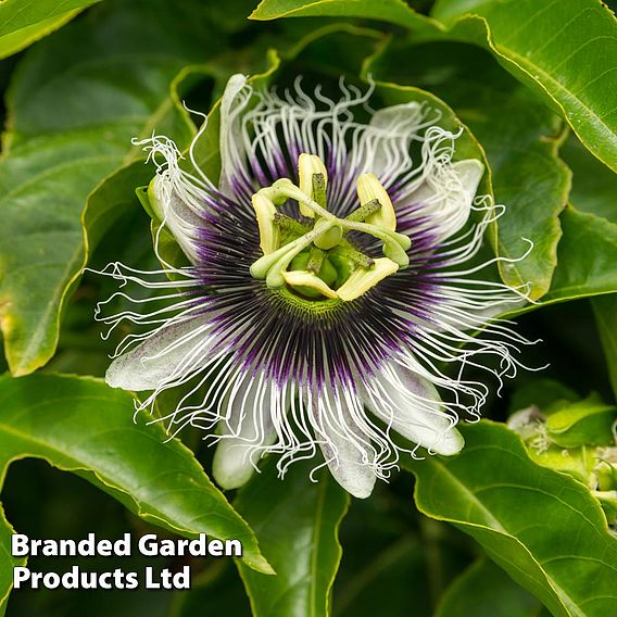 Passiflora edulis 'Frederick'