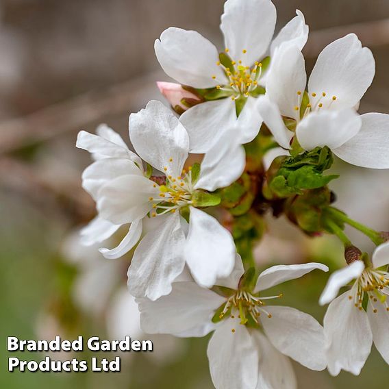 Prunus 'Snow Fountains'