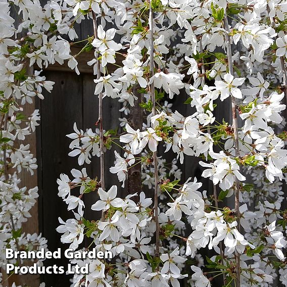Prunus 'Snow Fountains'