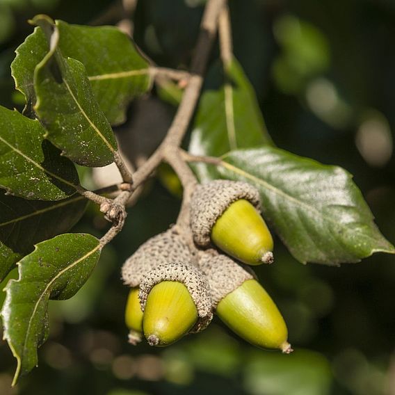 Quercus ilex