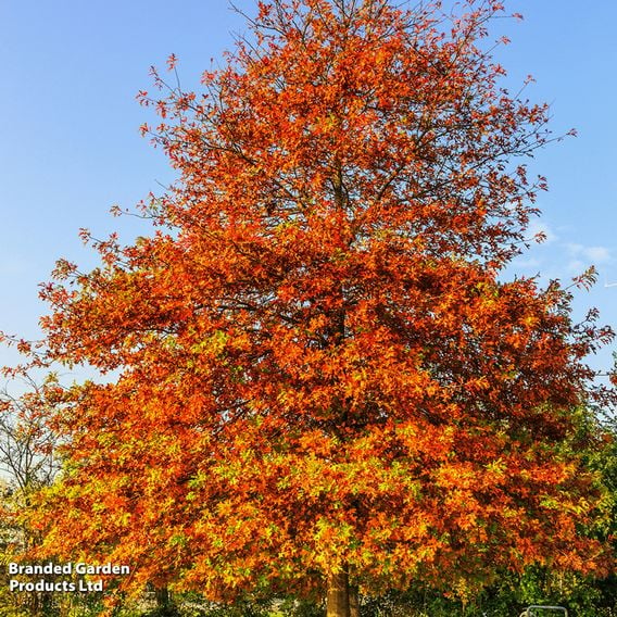 Quercus palustris (Mature Tree)