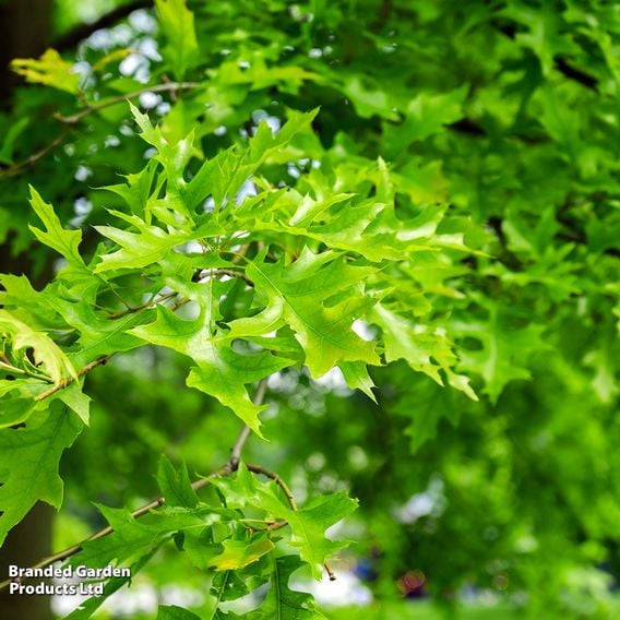 Quercus palustris (Mature Tree)