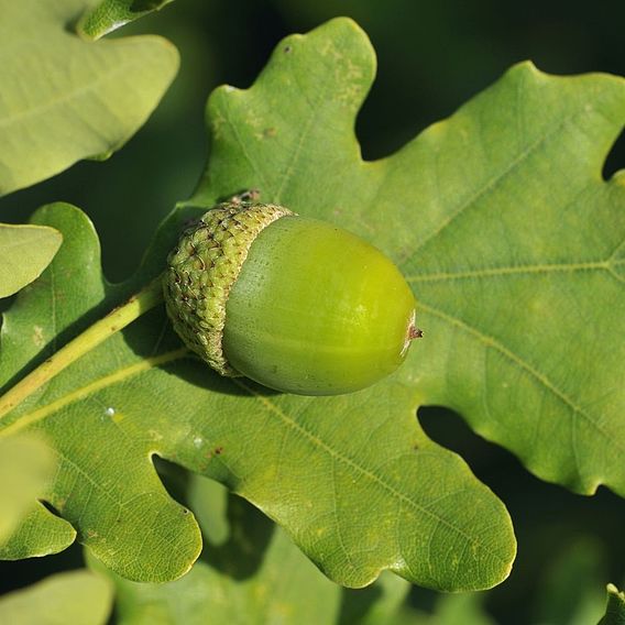 Quercus robur