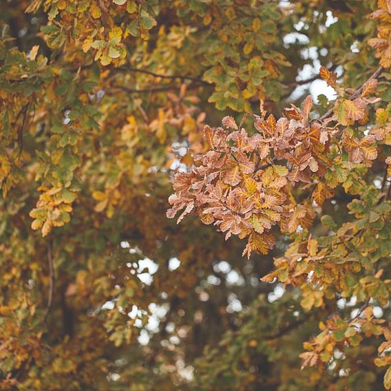 Quercus robur (Hedging)