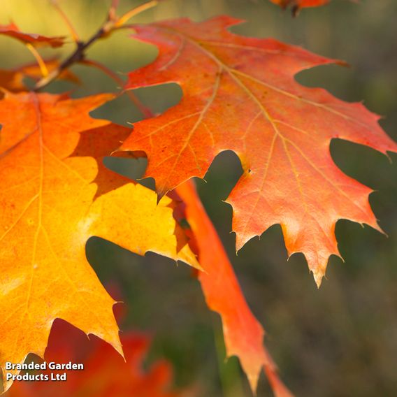 Quercus rubra