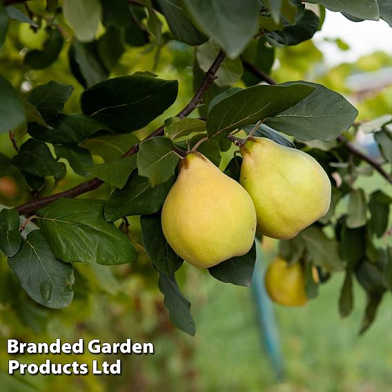 Quince 'Leskovac' (patio)