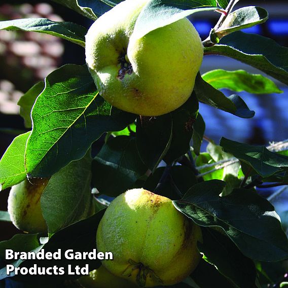 Quince 'Leskovac' (patio)