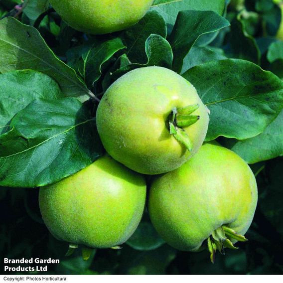 Quince 'Vranja'
