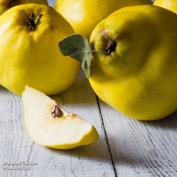 Quince 'Vranja'