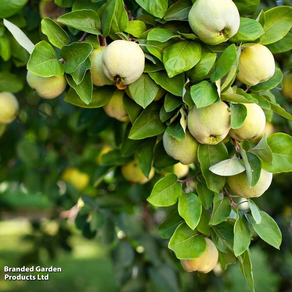 Quince 'Vranja'