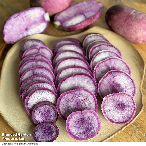 Radish 'Blue Candle' F1 - Seeds