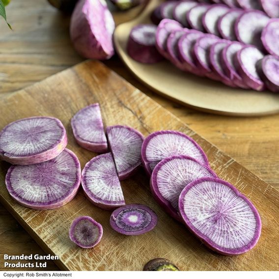 Radish 'Blue Candle' F1 - Seeds