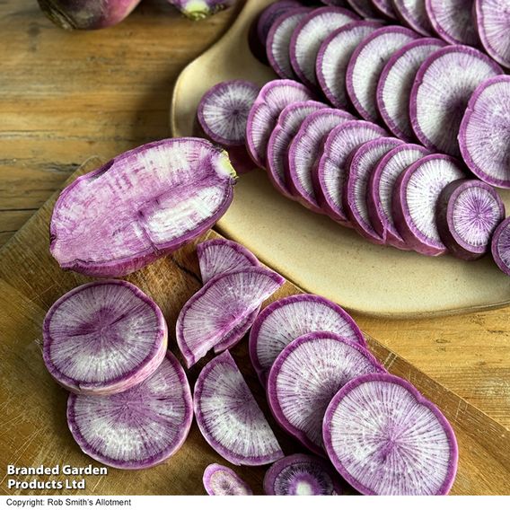 Radish 'Blue Candle' F1 - Seeds